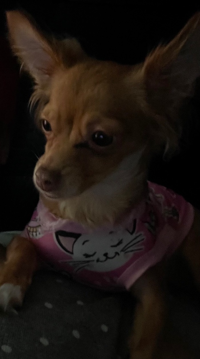 Laika, la perrita de la familia Katty Beauty Co.